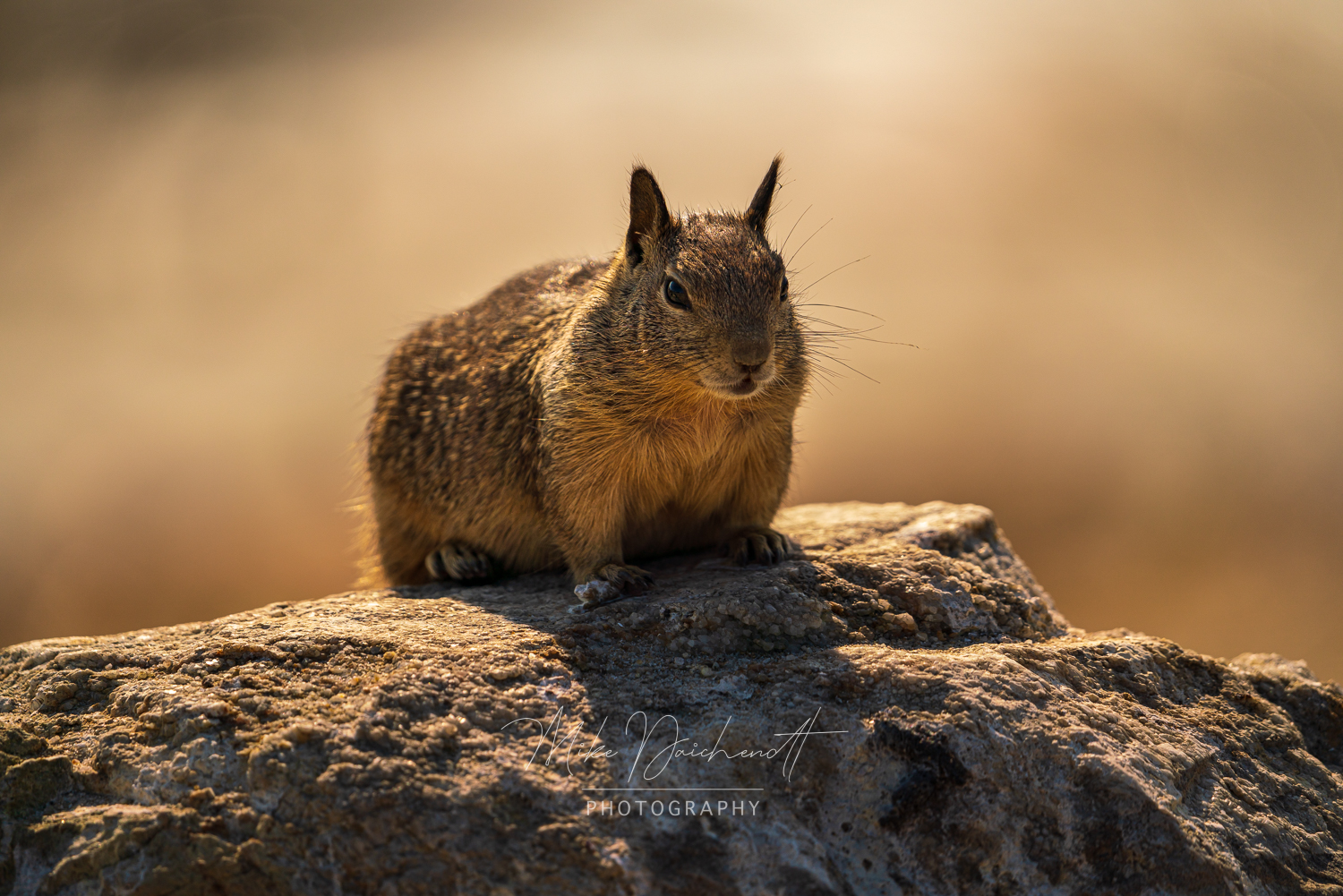 California Ground Squirrel