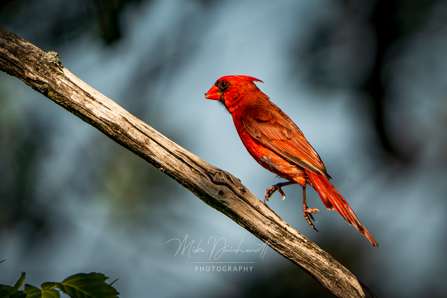 Cardinal