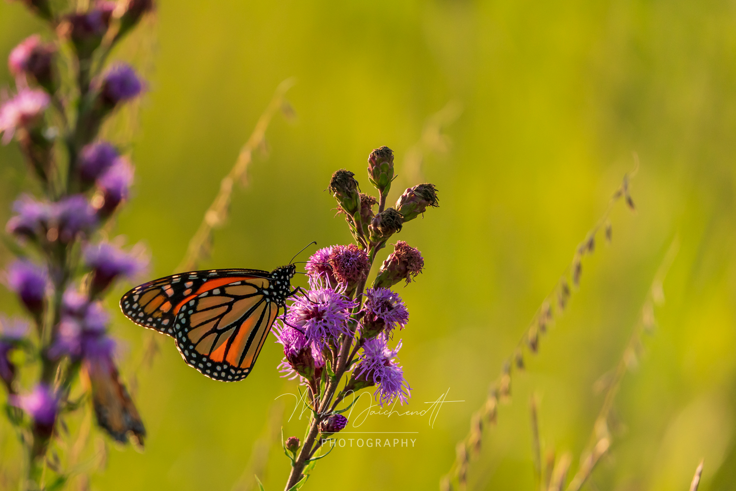 Monarch Butterfly perched on Flowers