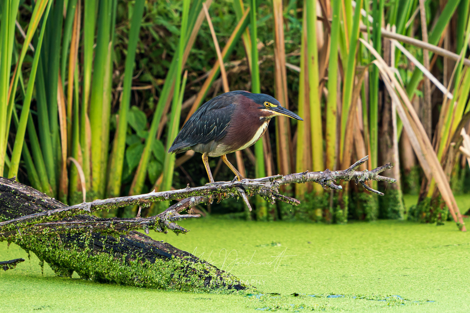 A Green Heron patiently waiting for its dinner