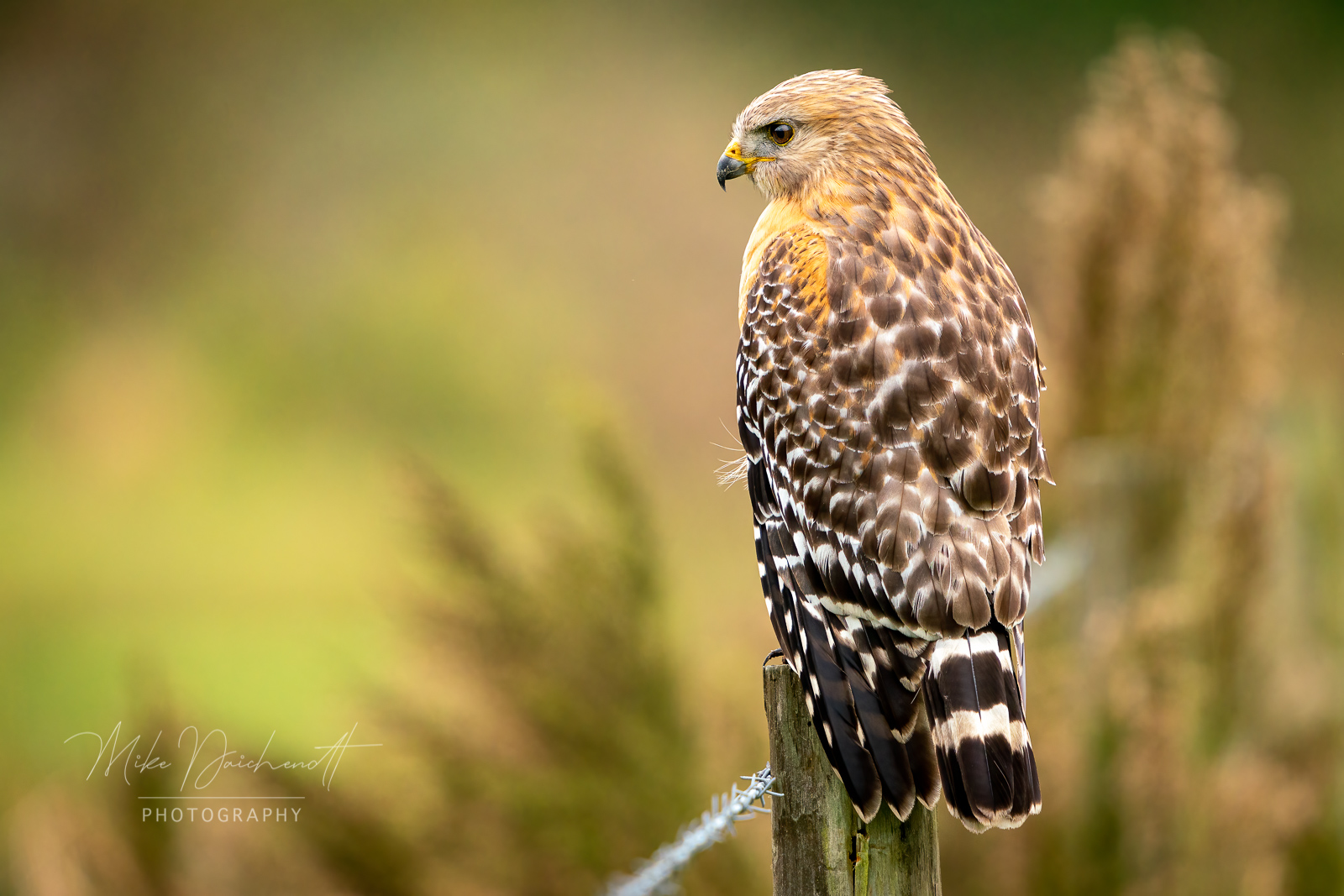 Red Shouldered Hawk – Parrish, FL