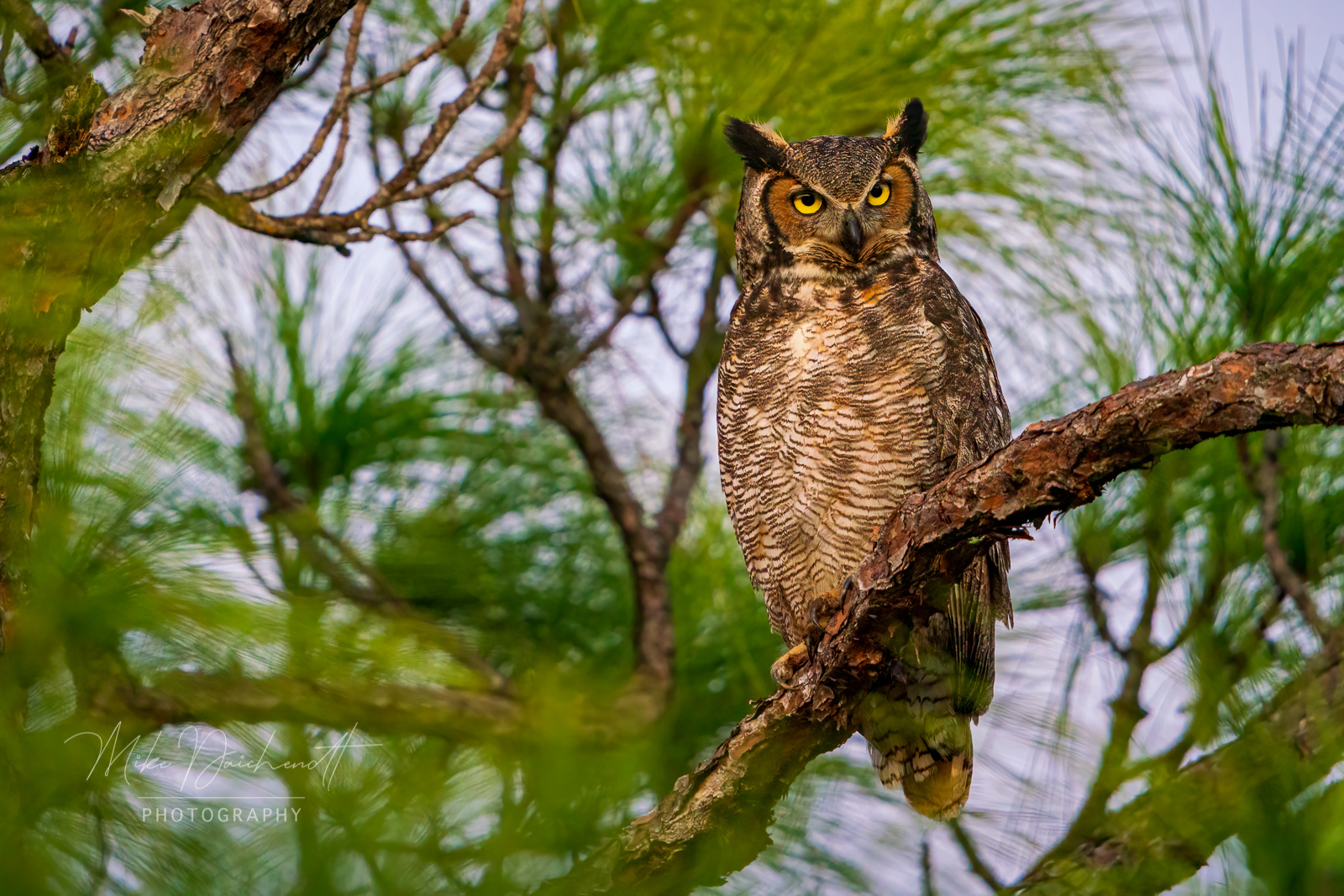 Great Horned Owl – Bradenton, FL