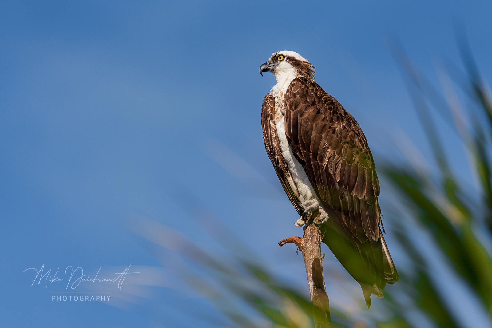 Osprey – Egmont Key, FL