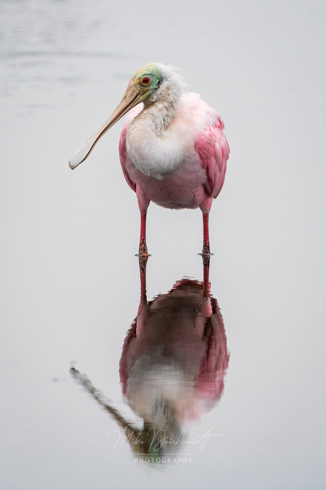 Roseate Spoonbill – Parrish, FL