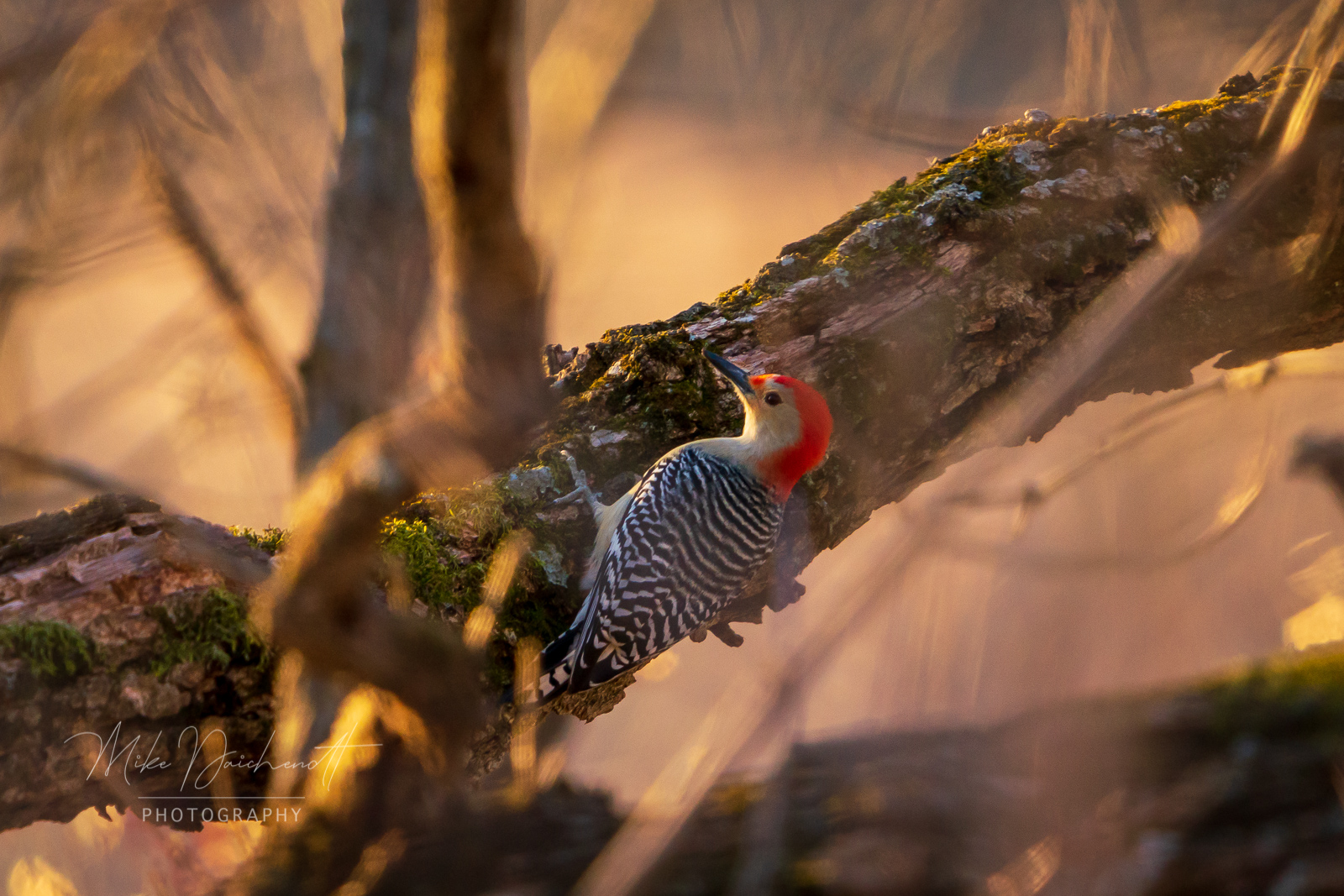 Red Bellied Woodpecker – Spring Grove, IL