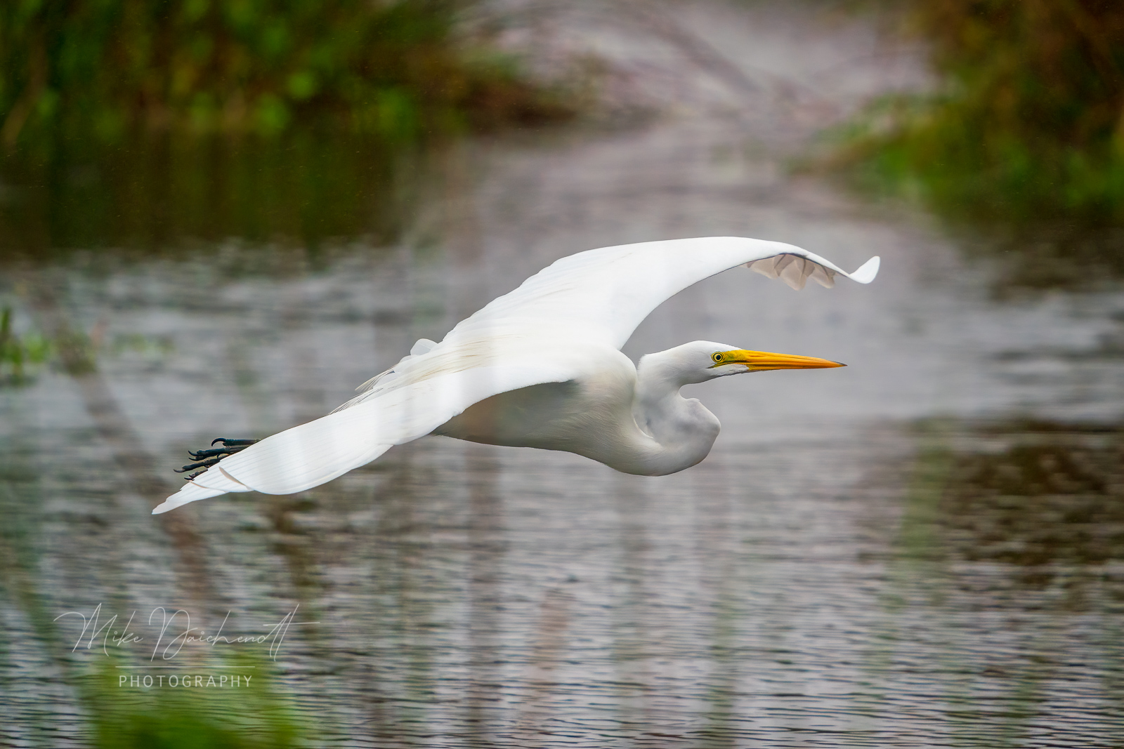 Great Egret coming in for a landing – Parrish, FL