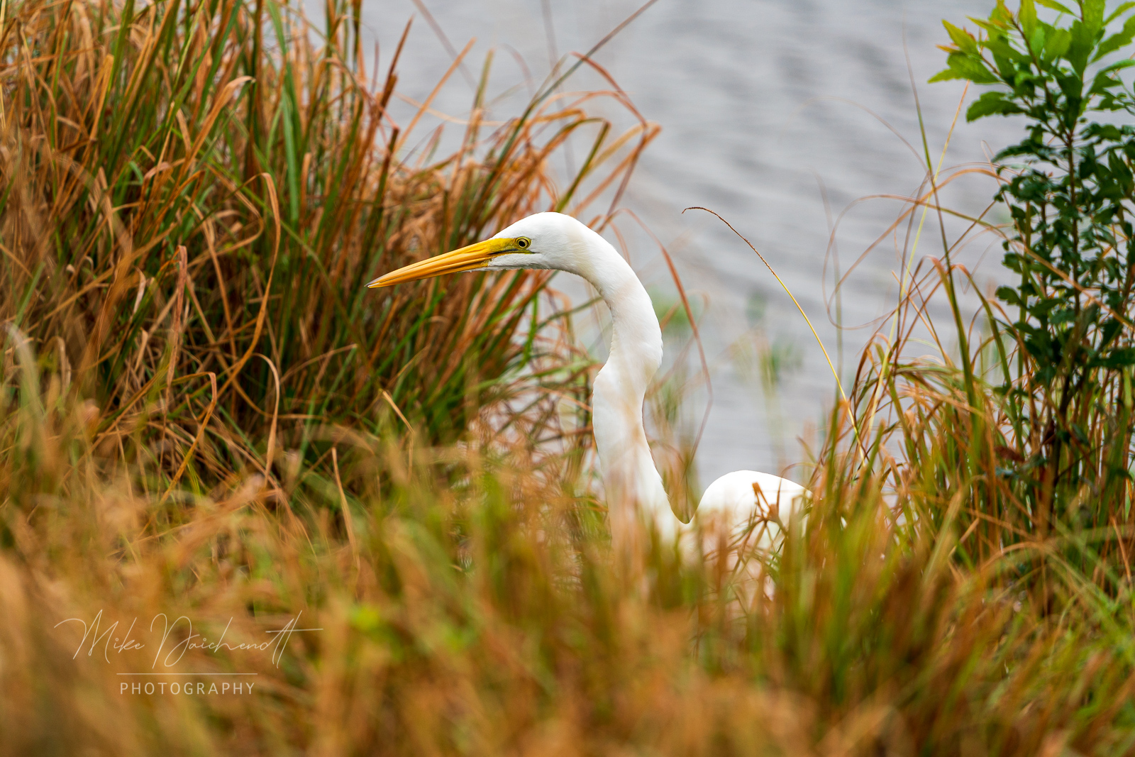 Great Egret – Parrish, FL