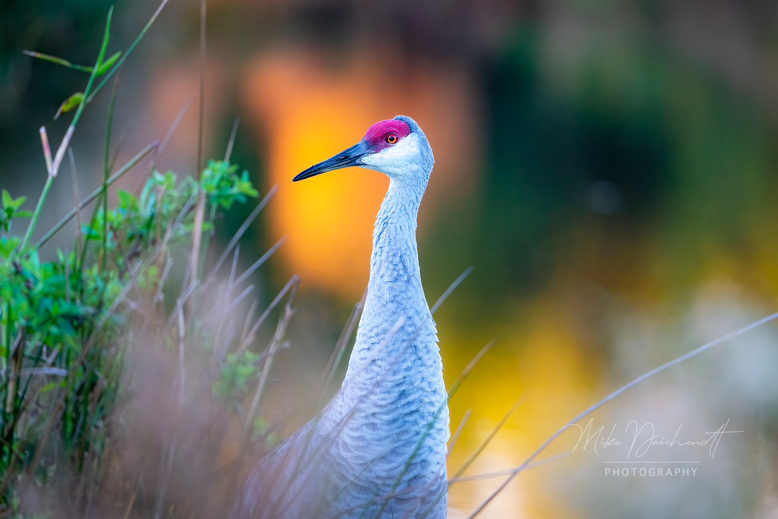 Sandhill Crane – Parrish, FL