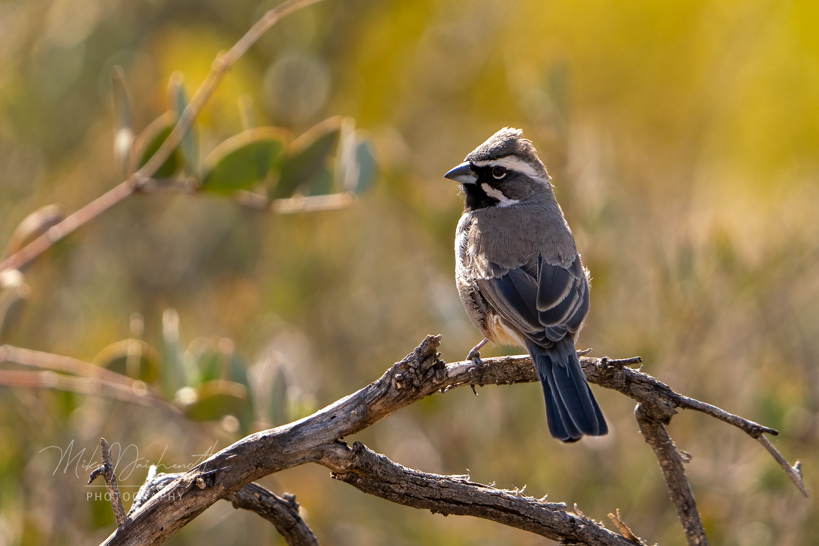 Black-Throated Sparrow – Pipe Organ Cactus National Monument