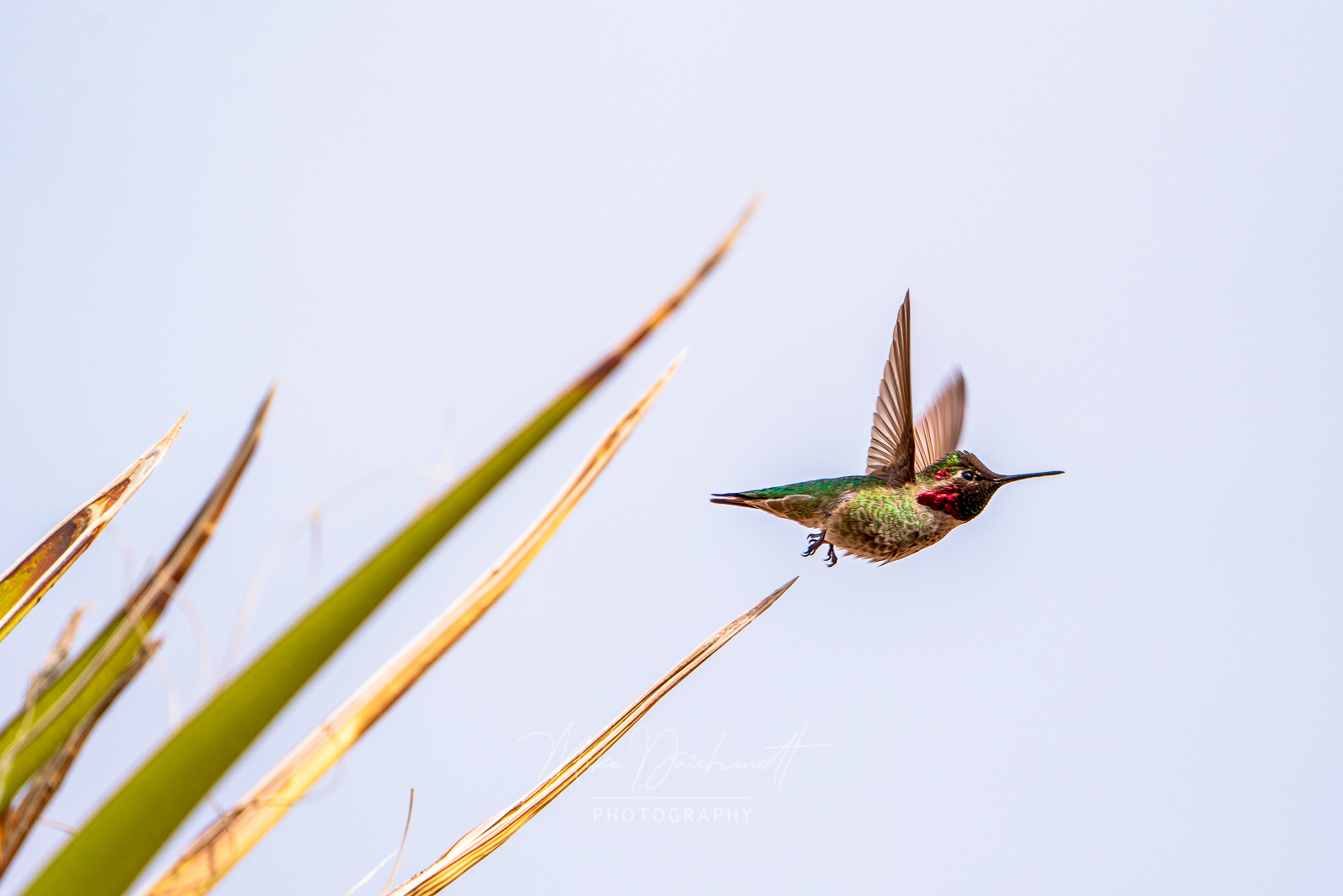 Anna’s Hummingbird – Spring Mountain Ranch State Park, Nevada