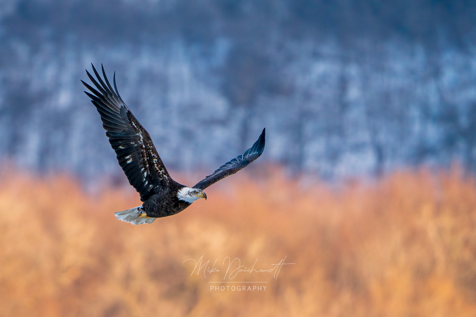 Bald Eagle searching for its next meal – Dubuque, Iowa