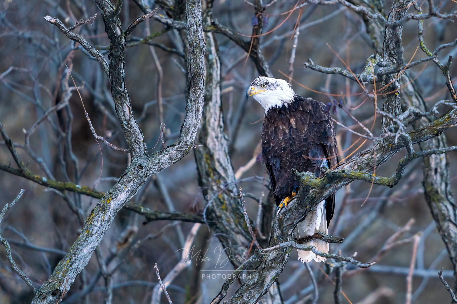 Juvenile (Almost an Adult) Bald Eagle – Dubuque, IA