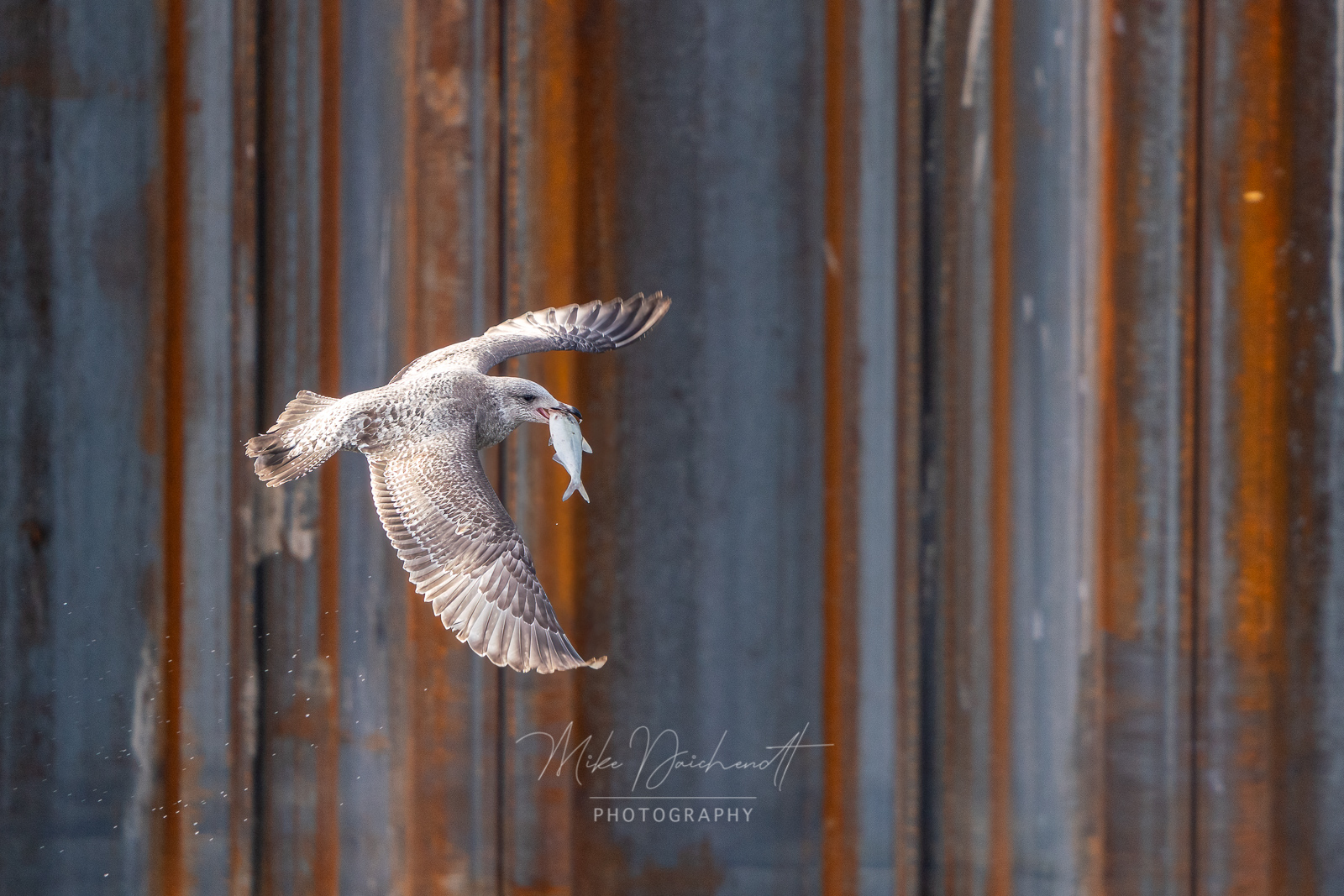 Herring Gull – LeClaire, Iowa