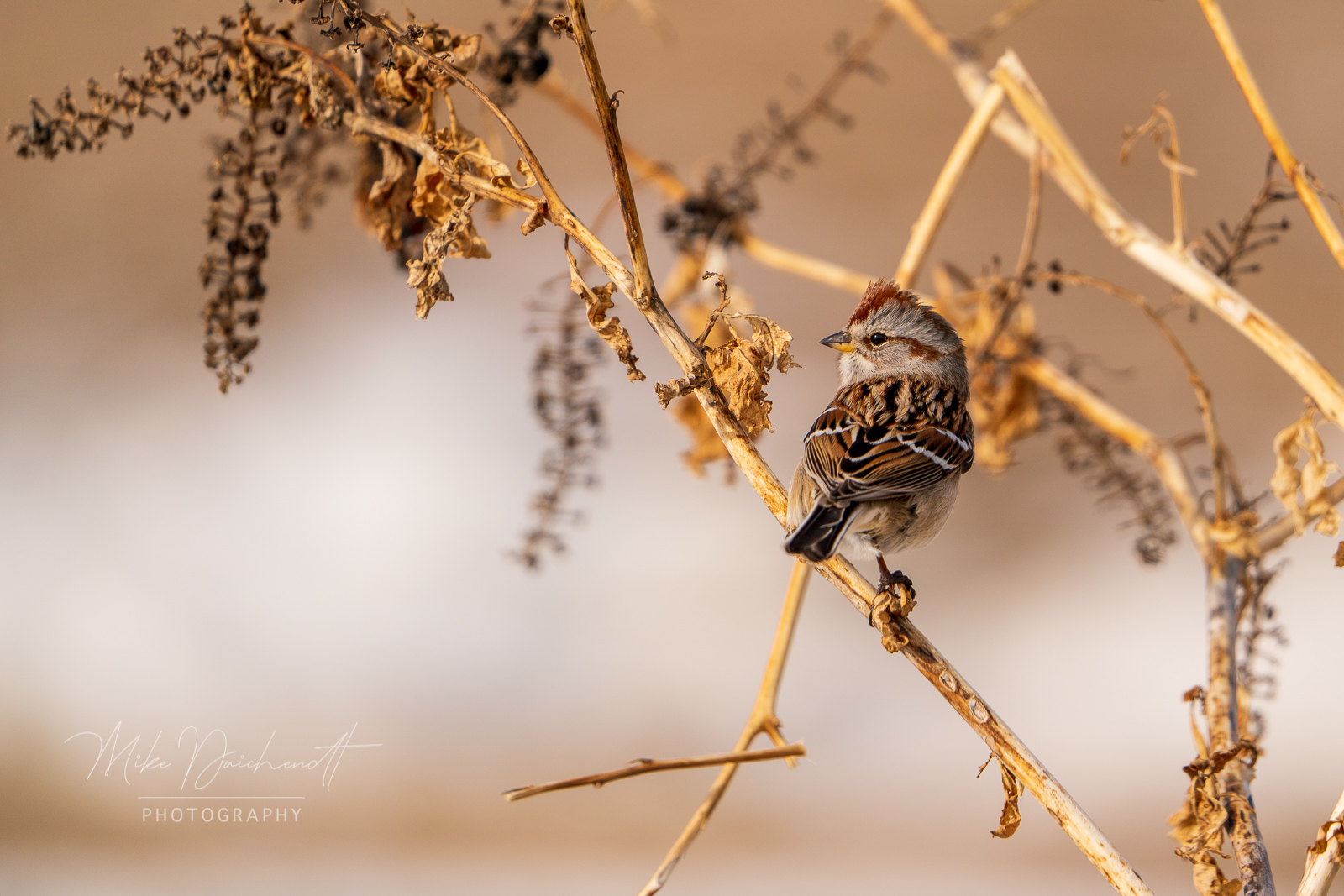 American Tree Sparrow – LeClaire, Iowa